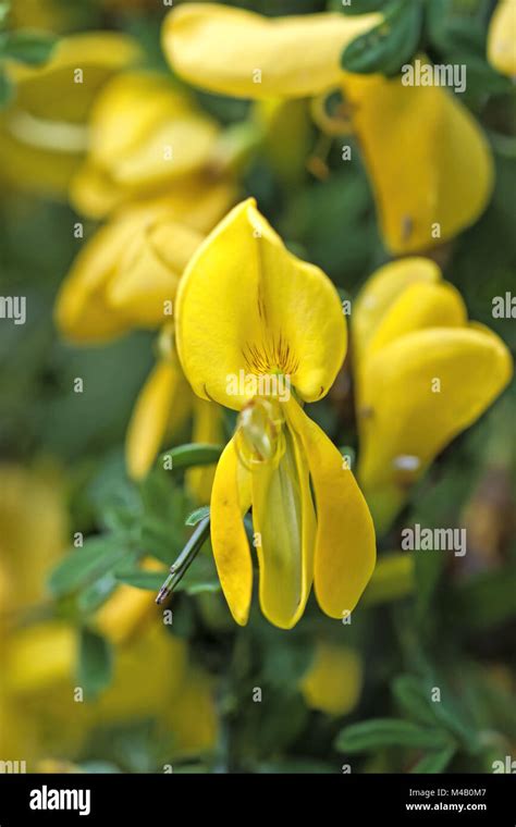 Escoba Amarilla Fotograf As E Im Genes De Alta Resoluci N Alamy