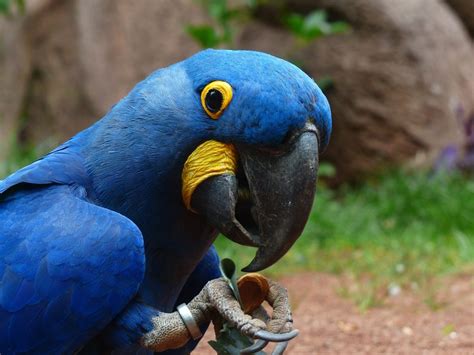 TIPOS DE LOROS QUE HABLAN Todo Lo Que Debes Saber