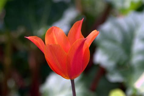 Fotos Gratis Naturaleza Hoja Flor P Talo Tulip N Naranja