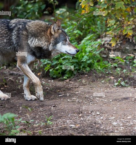 Gray Eurasian Wolf Canis Lupus Stock Photo Alamy