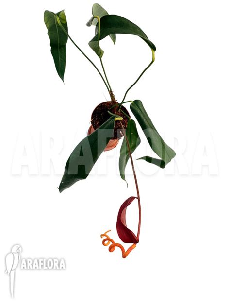 Araflora Exotic Flora And More Anthurium Wendlingeri X Scherzerianum