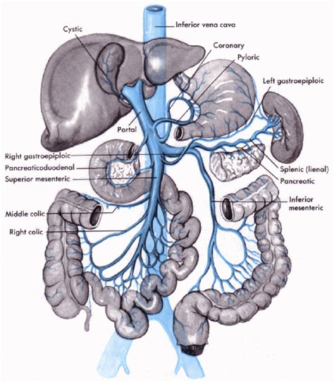 portal vein | Basic anatomy and physiology, Medical anatomy, Medical ...