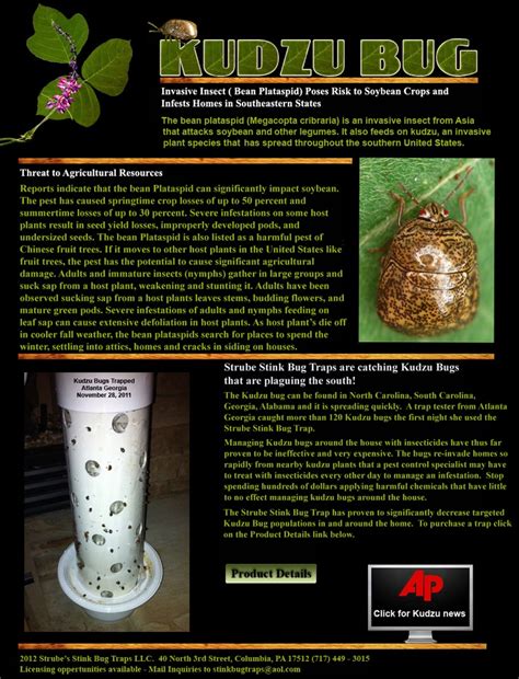 Kudzu Bug Traps Plant Species Stink Bugs Bug Trap