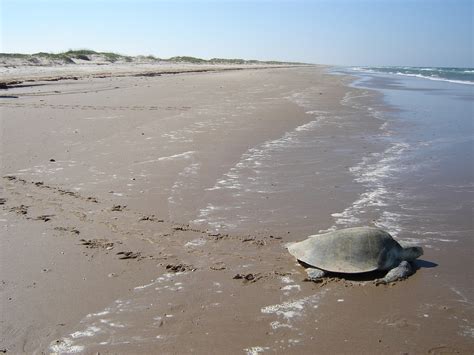 Sea Turtles Facts, Pictures & Information for Kids & Adults: Ultimate Guide