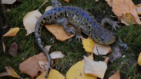 Elusive Tiger Salamanders Live In Edmonton Area Wetlands — And