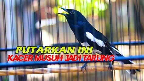 Tembakan Kacer Ini Bikin Kacer Lain Langsung Emosi Ngelawan Tarung