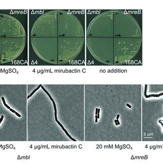 Effects Of Divalent Cations And Mirubactin C On Several Mgso