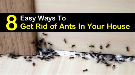 8 Simple Ways to Get Rid of Ants in the House