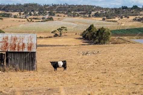 Premium Photo | Cow portrait in a field on a farm farming landscape