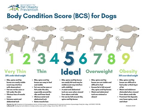 Understanding Dog Body Condition Scores (BCS)