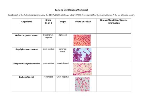 Bacteria Identification Worksheet Gram Stains And Shape Bacteria