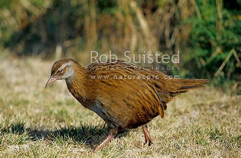 North Island Weka (Gallirallus australis greyi), native endangered ...