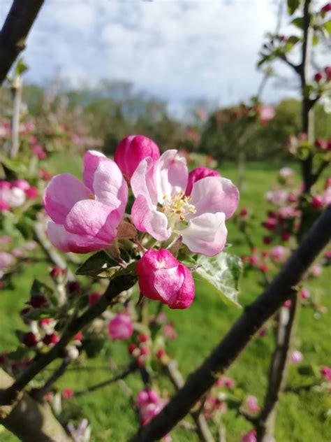 Apple Blossom Time at Appletree Cottage and Shandon Farm