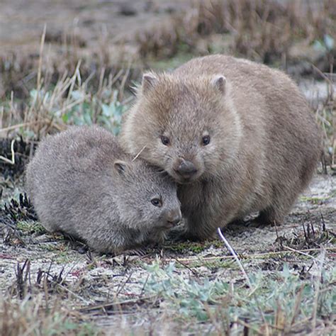 Studying Wombats Cubic Poop School Of Physics