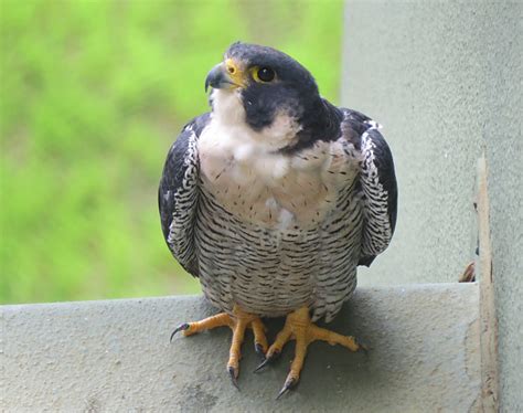 Foto Falc O Peregrino Falco Peregrinus Por Fernando Baricati Wiki