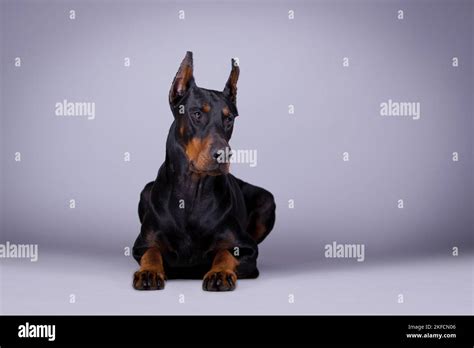 Lying Doberman Pinscher Stock Photo Alamy