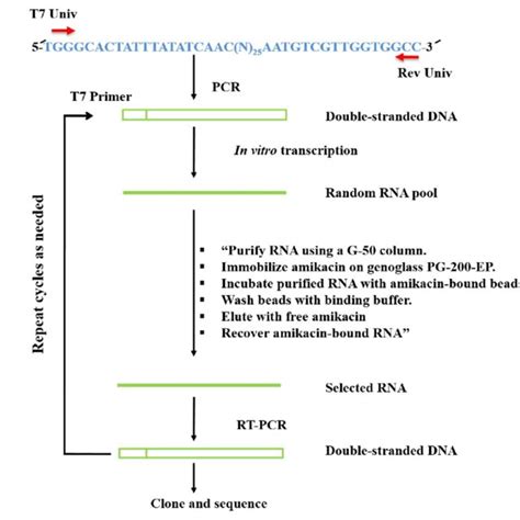 Strategy For Rna Selection In Vitro The Specific Steps Of Selection