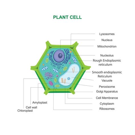 57 Central Vacuole Royalty Free Photos And Stock Images Shutterstock