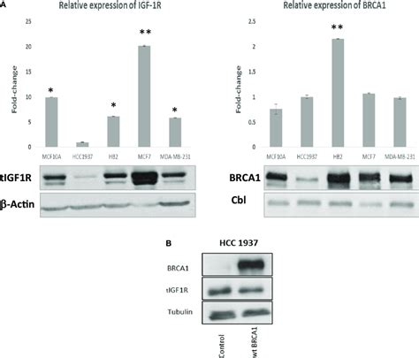 Insulin Like Growth Factor Receptor Igf R Gene Expression In