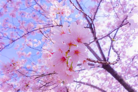 Spring Flowers Pink Sakura Bloom Flowering Hd Wallpaper Pxfuel