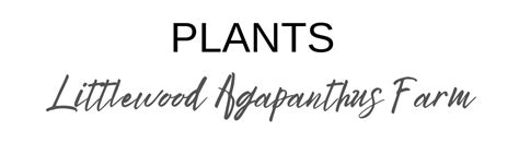 Plants Agapanthus