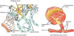 Neurons And Glial Cells Concepts Of Biology St Canadian Edition