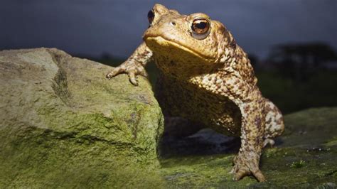 Night Time Toad Patrol Saves Amphibians Cross Busy Angus Road Bbc News