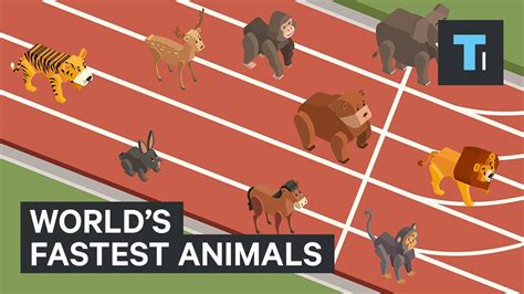 These Are The Worlds Fastest Animals Youtube