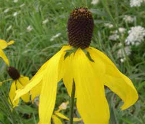 Pinnate Prairie Conefloweryellow Coneflower Native Plants And