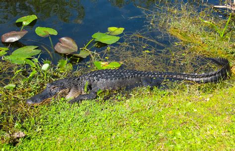 Everglades National Park - Spoonbills & Herons, & Alligators, Oh My ...