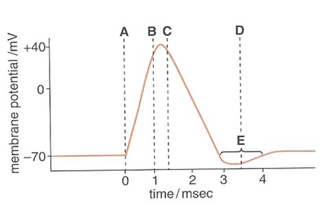 Human Biology Exam 2 Action Potential Diagram Quizlet