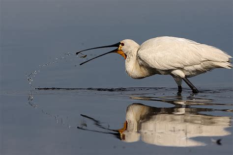 threskiornithidae (Forum für Naturfotografen)