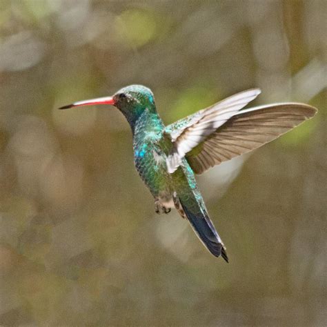 5675 Broad Billed Hummingbird Tucson Audubons Paton Cente Flickr