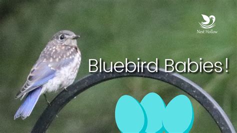 How Many Times Do Bluebirds Lay Eggs In A Season? Update Update 2022