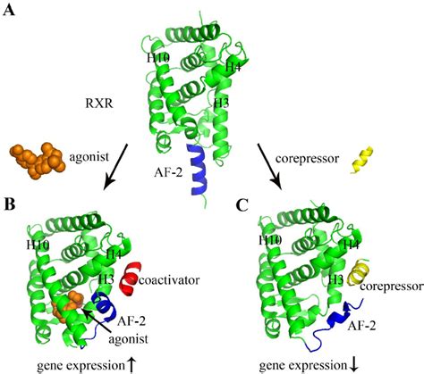 Structural Basis Of Nuclear Receptor Ligand Binding And Cofactor