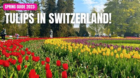 Morges Tulip Festival Free Things To Do In Switzerland Youtube