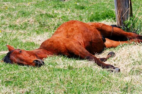 Smoke Inhalation in Horses - Symptoms, Causes, Diagnosis, Treatment ...