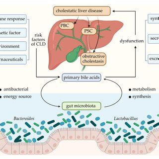 Bile acid synthesis and enterohepatic circulation. Schematic ...
