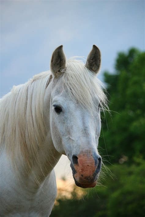 Pferd Hengst Schimmel Kostenloses Foto Auf Pixabay Pixabay