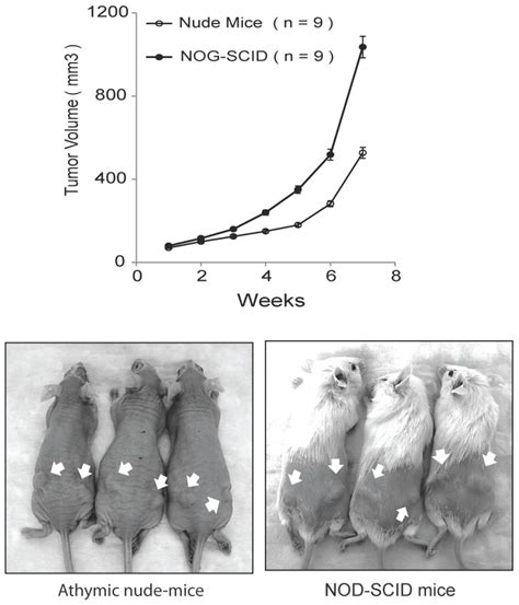 E006AA HT Cells Are Tumorigenic In Athymic Nude Mice And NOG SCID Mice