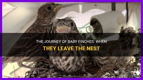 The Journey Of Baby Finches When They Leave The Nest Petshun