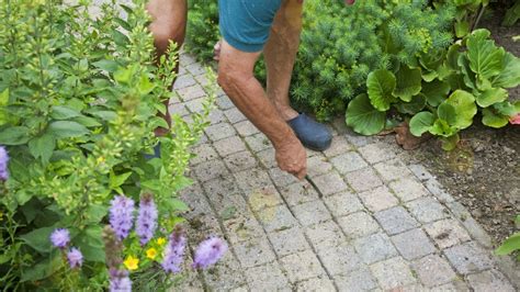 Astuces Pour Radiquer Les Mauvaises Herbes