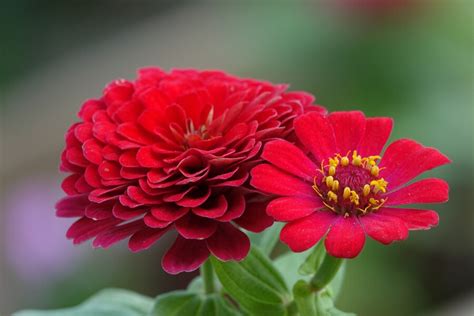 French Marigold Scarlet Red Seeds Seed And Plant