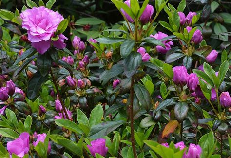 Amelia Rose Azalea Hahira Nursery Georgia Flowers