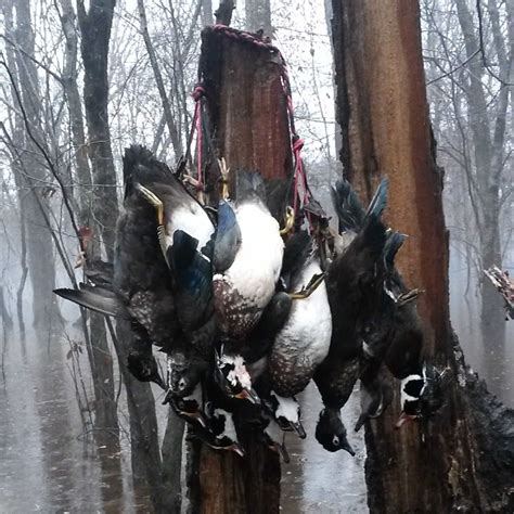 Wood Duck Hunt - AL - Trips4Trade