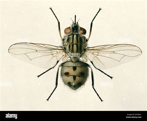 Stomoxys calcitrans, stable fly Stock Photo - Alamy