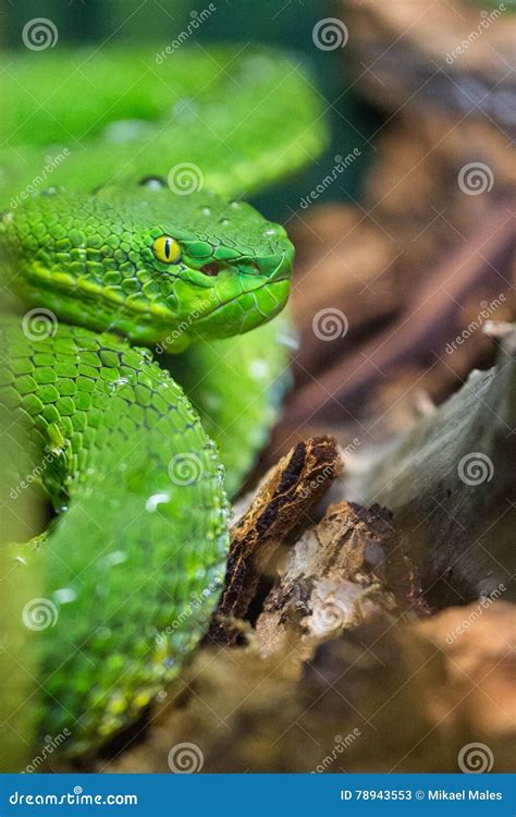 Green Pit Viper Stock Image Image Of Dangerous Position 78943553