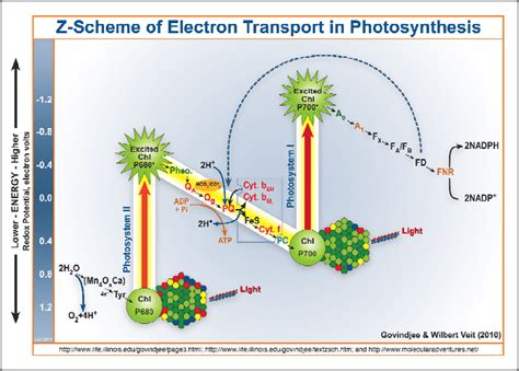 The Z-scheme of photosynthetic electron transfer chain. Scheme... | Download Scientific Diagram