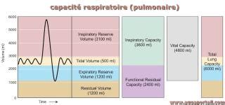 Capacité respiratoire définition et explications