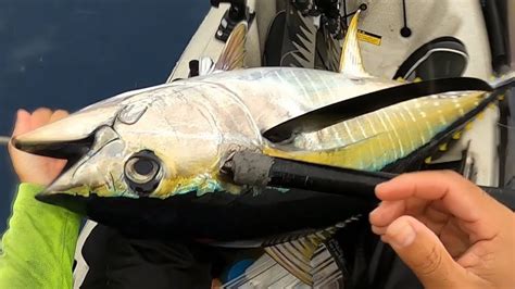 Hawaii Kayak Fishing Yellowfin Tuna And Mahimahi With A Side Of Wind